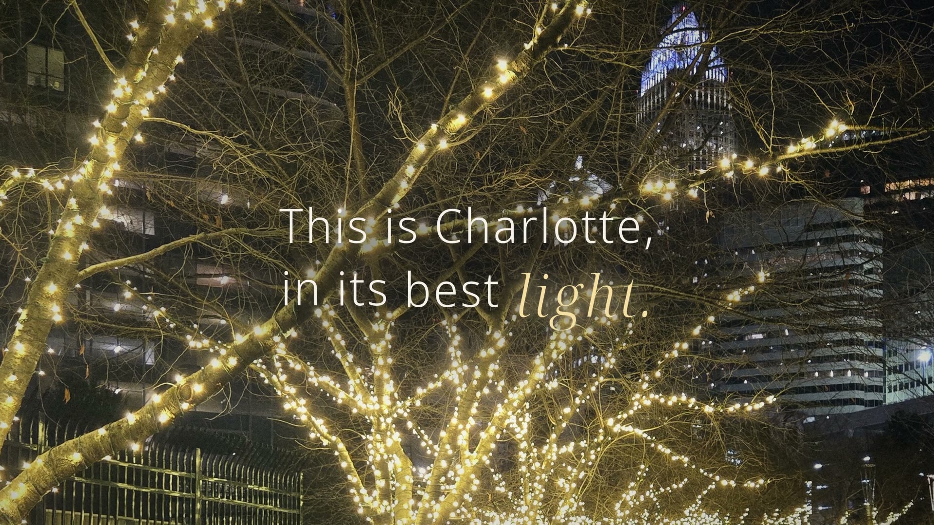 Trees strung with lights at night in Romare Bearden Park, Charlotte